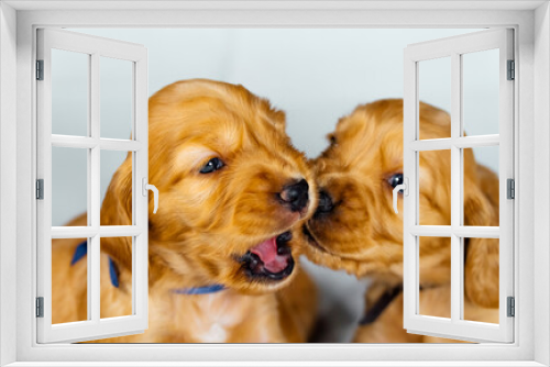 Fototapeta Naklejka Na Ścianę Okno 3D - Close Up two cocker spaniel puppies bites one another