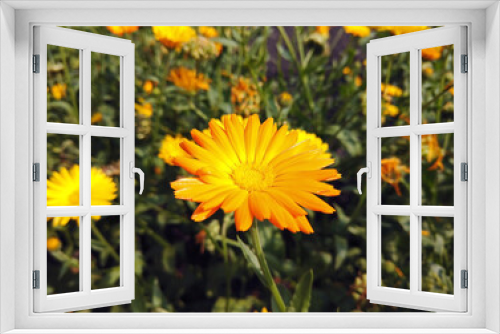 Fototapeta Naklejka Na Ścianę Okno 3D - Pat Marigold beautiful yellow flower