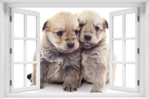 Fototapeta Naklejka Na Ścianę Okno 3D - Two small dogs.
