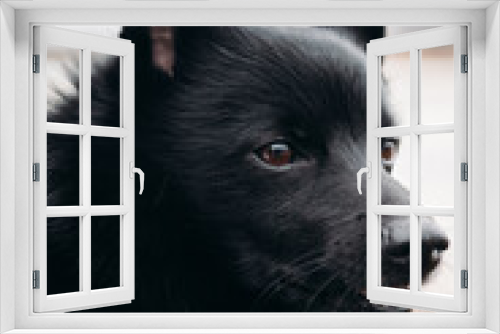 Fototapeta Naklejka Na Ścianę Okno 3D - Close up portrait of Schipperke black dog