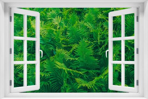 Fototapeta Naklejka Na Ścianę Okno 3D - green fern background