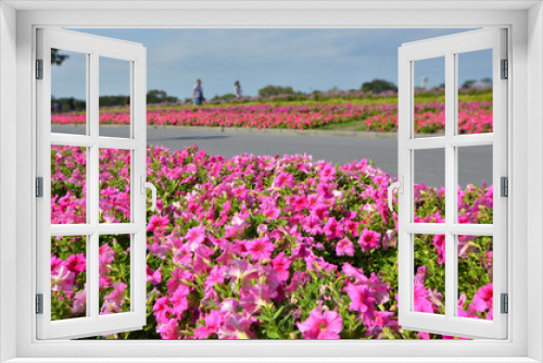 Fototapeta Naklejka Na Ścianę Okno 3D - Pink moning glory flower garden in the park
