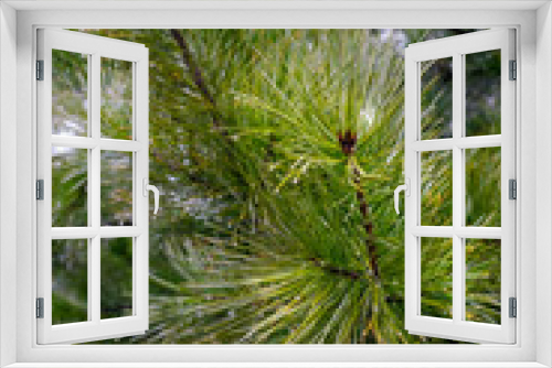 Fototapeta Naklejka Na Ścianę Okno 3D - Pine tree close up with raindrops