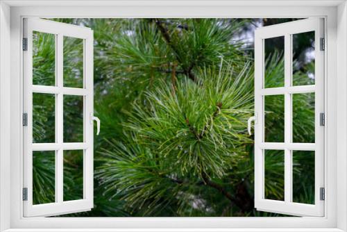 Fototapeta Naklejka Na Ścianę Okno 3D - Pine tree close up with raindrops