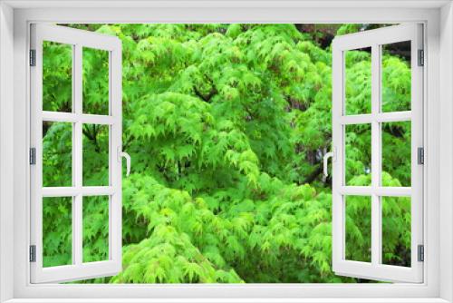 Fototapeta Naklejka Na Ścianę Okno 3D - 雨の日の公園の青紅葉