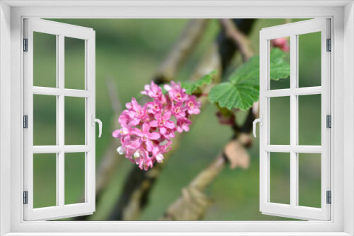 Fototapeta Naklejka Na Ścianę Okno 3D - Flowering currant