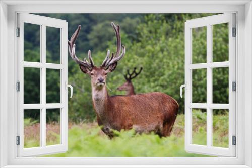 Fototapeta Naklejka Na Ścianę Okno 3D - Red Stag Deer  in an English Park