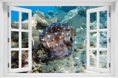 Fototapeta Naklejka Na Ścianę Okno 3D - Yellowspotted burrfish (cyclichthys spilostylus) taken in the Red Sea. 