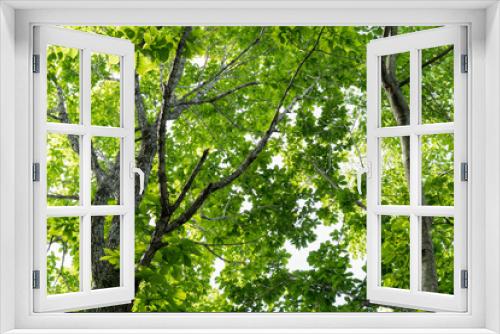 Fototapeta Naklejka Na Ścianę Okno 3D - 夏の森