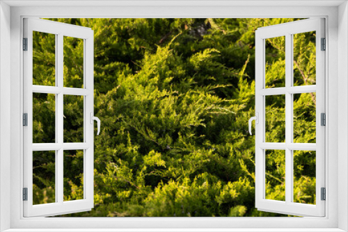 Fototapeta Naklejka Na Ścianę Okno 3D - Green hedge of thuja trees. Closeup fresh green branches of thuja trees. Evergreen coniferous Tui tree. Nature, background.