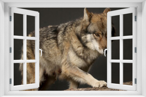 Fototapeta Naklejka Na Ścianę Okno 3D - Hybrid aus Wolf und Hund, Studiofoto vor schwarzem Hintergrund