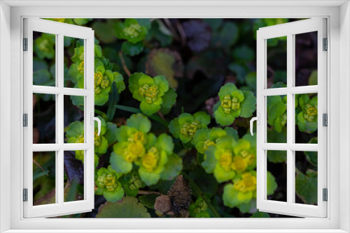 Fototapeta Naklejka Na Ścianę Okno 3D - Chrysosplenium alternifolium plant growing in forest, macro	