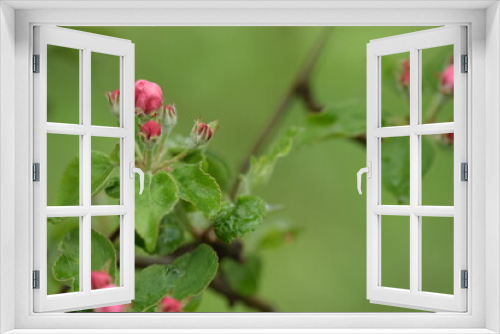 Fototapeta Naklejka Na Ścianę Okno 3D - Apple pink buds, apple before blooming, background with space for text