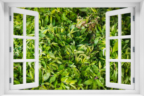 Fototapeta Naklejka Na Ścianę Okno 3D - Close-up green plant for background, green mint texture or mint background. Green leaves form a natural shape. Fresh raw mint leaves. Mint leaves from the garden.