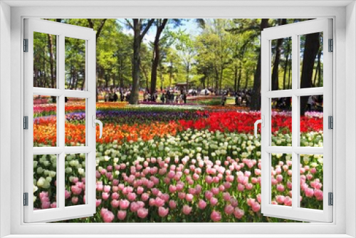 Fototapeta Naklejka Na Ścianę Okno 3D - the beautiful tulip garden of hitachi seaside park in japan