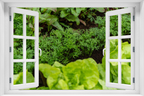 Fototapeta Naklejka Na Ścianę Okno 3D - growing leaves of radish, parsley, lettuce in the ground