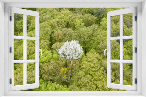 Fototapeta Naklejka Na Ścianę Okno 3D - White blooming apple tree among the green forest in early spring. Aerial drone view.