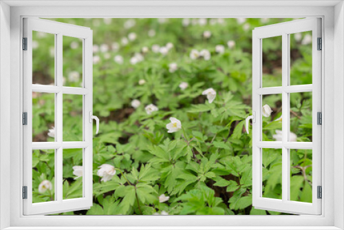 Fototapeta Naklejka Na Ścianę Okno 3D - Snowdrops have small white flowers. Natural natural background. Spring has come concept