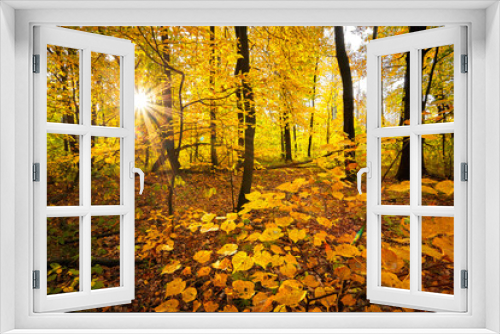 Fototapeta Naklejka Na Ścianę Okno 3D - Autumn golden forest. Park recreation area. Autumn in Russia.