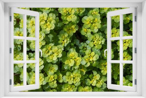Fototapeta Naklejka Na Ścianę Okno 3D - Beautiful yellow-green plant as a background, texture, pattern.