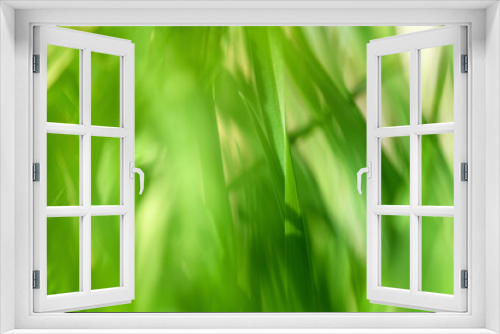 Fototapeta Naklejka Na Ścianę Okno 3D - Blurred background with green grass and blurred foliage bokeh. Soft focus. Shallow DoF