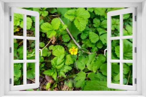 Fototapeta Naklejka Na Ścianę Okno 3D - ヘビイチゴの花