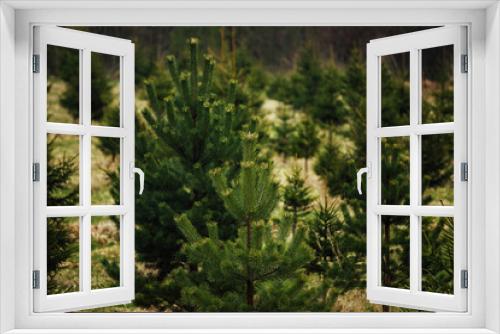 Fototapeta Naklejka Na Ścianę Okno 3D - spruce nursery. planting fir trees and pines in straight rows to restore the forest. people take care of nature and plant trees. young evergreen trees grow in a private garden