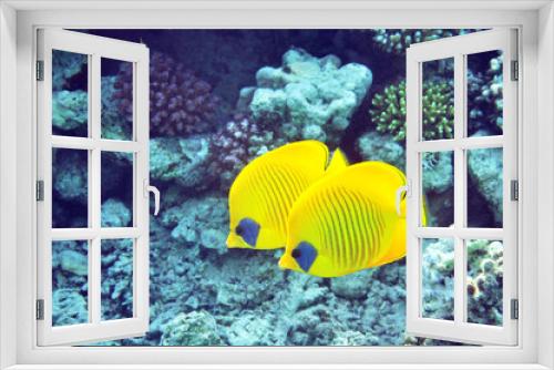 Fototapeta Naklejka Na Ścianę Okno 3D - Golden butterflyfish
