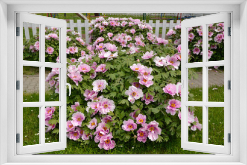 Fototapeta Naklejka Na Ścianę Okno 3D - bush of blooming pink peony flowers