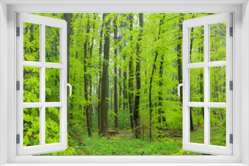 Fototapeta Naklejka Na Ścianę Okno 3D - buchenwald im frühling bei regen mit frischem grün