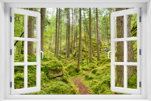 Fototapeta Naklejka Na Ścianę Okno 3D - Waldspaziergang