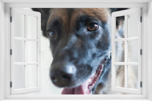 Fototapeta Naklejka Na Ścianę Okno 3D - Malinois dog, belgian sheperd