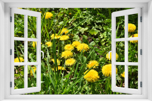 Fototapeta Naklejka Na Ścianę Okno 3D - Yellow dandelions among green grass in the meadow
