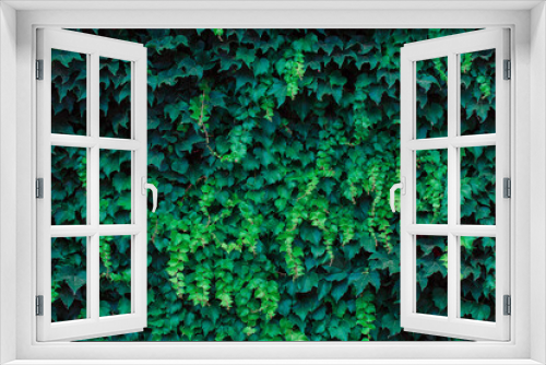 Fototapeta Naklejka Na Ścianę Okno 3D - Green background from fresh green ivy. Year-round green plants. Weaving plants for summer cottages and forest houses.