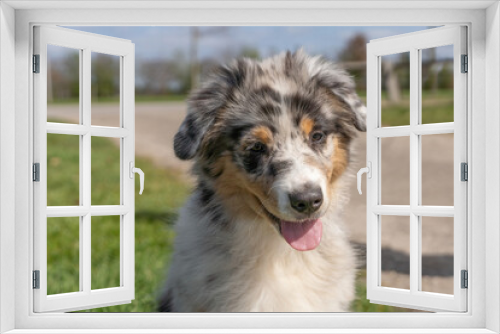 Fototapeta Naklejka Na Ścianę Okno 3D - Australian Shepherd Dog puppy head, The tricolor dog has tongue sticking out of its mouth. Seen from the front