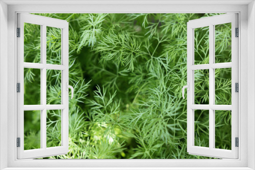 Fototapeta Naklejka Na Ścianę Okno 3D - fresh green dill background. fresh green dill texture. top view