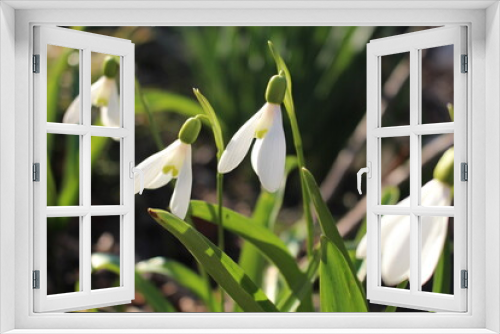 Fototapeta Naklejka Na Ścianę Okno 3D - Nahaufnahme von schönen Schneeglocken im Frühling