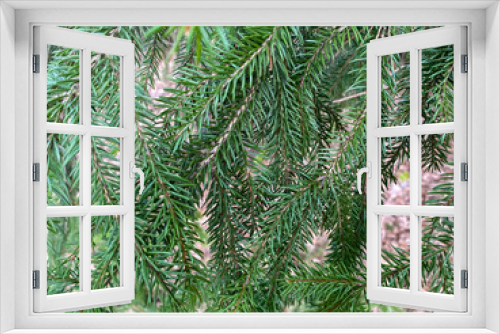 Fototapeta Naklejka Na Ścianę Okno 3D - Tree branch close-up. Green branches of the Christmas tree grow in the forest. Evergreen tree Christmas tree