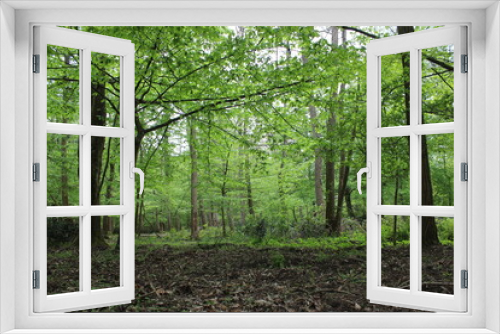 Fototapeta Naklejka Na Ścianę Okno 3D - Forêt de Fontainebleau en France