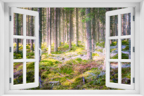 Fototapeta Naklejka Na Ścianę Okno 3D - Misty wood land with stream of sunlight in pine forest of hjo sweden