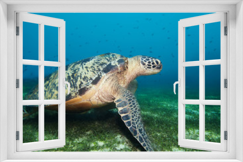 Fototapeta Naklejka Na Ścianę Okno 3D - Turtle on seaweed bottom