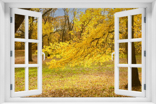 Fototapeta Naklejka Na Ścianę Okno 3D - A wooded clearing with the floor carpeted with fallen leaves, sunlight shining on the golden yellow leaves  clinging to branches, a clear blue sky make for a good  autumn setting in North America.