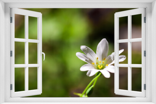Fototapeta Naklejka Na Ścianę Okno 3D - Cerastium in forest fragrant flowers