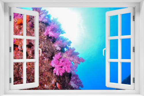 Fototapeta Naklejka Na Ścianę Okno 3D - サンゴ