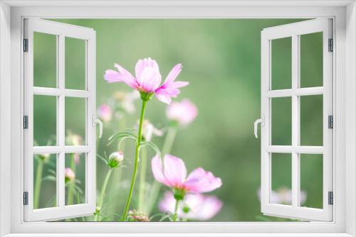Fototapeta Naklejka Na Ścianę Okno 3D - Closed up little pink cosmos flower over blur green natural background in the garden