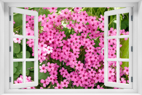 Fototapeta Naklejka Na Ścianę Okno 3D - 道端に満開に咲くイモカタバミの花