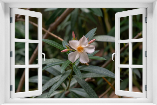 Fototapeta Naklejka Na Ścianę Okno 3D - Close up white (Oleander Nerium)   flower in nature garden