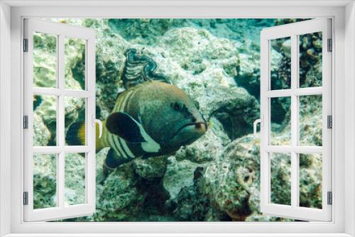 Fototapeta Naklejka Na Ścianę Okno 3D - Peacock grouper (cephalopholis argus) - coral fish - Red sea