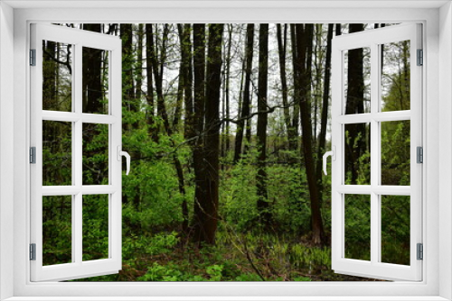 Fototapeta Naklejka Na Ścianę Okno 3D - wet forest, after a spring rain