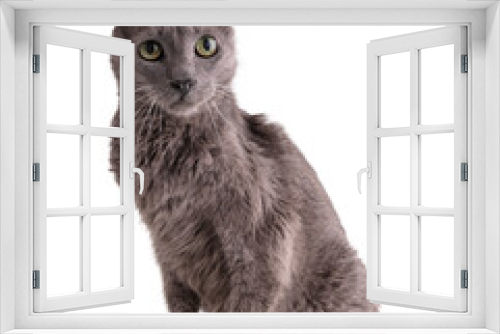 Fototapeta Naklejka Na Ścianę Okno 3D - Vintage grey cat 19 years old